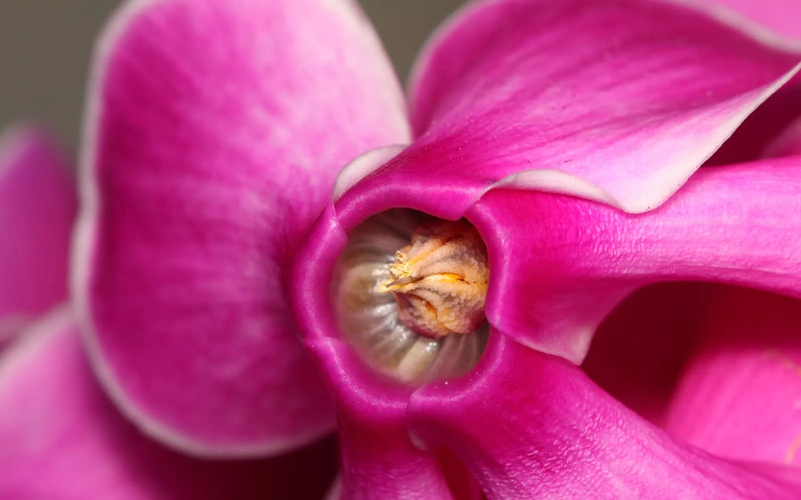 Pink cyclamen flowers with swept-back petals above marbled leaves
