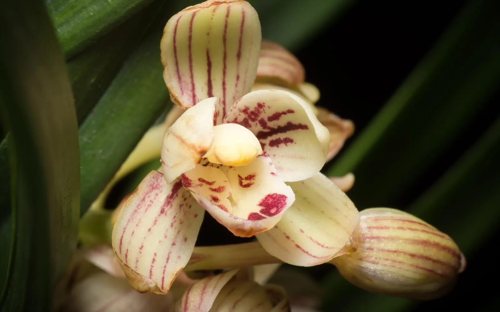 Cream and pale gold Cymbidium ensifolium flowers streaked and blotched with maroon-red, growing in a cluster among strap-shaped leaves.