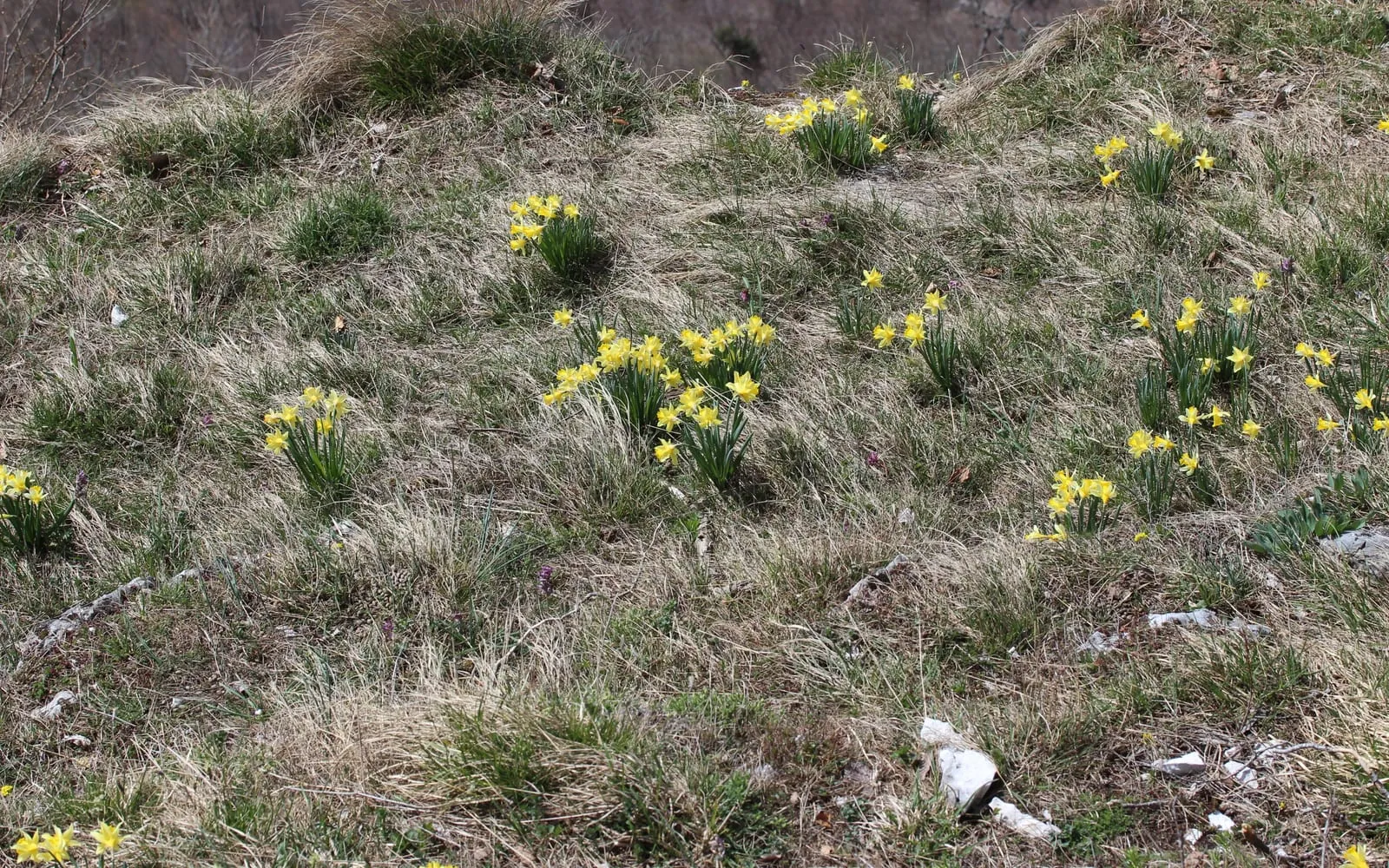 Pale yellow wild daffodils with deeper golden trumpets growing in grass