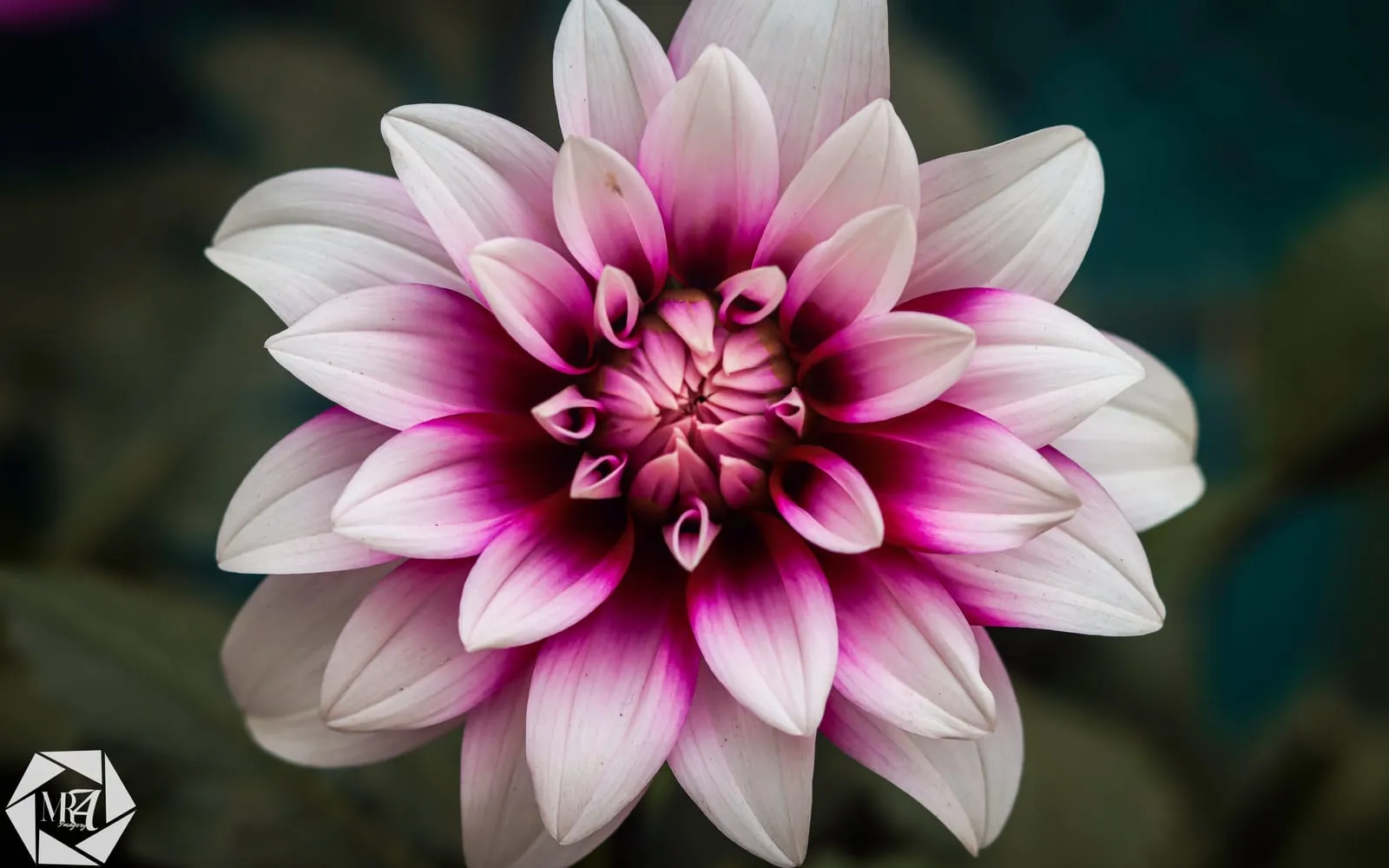 A dahlia flower in close view showing its layered petals