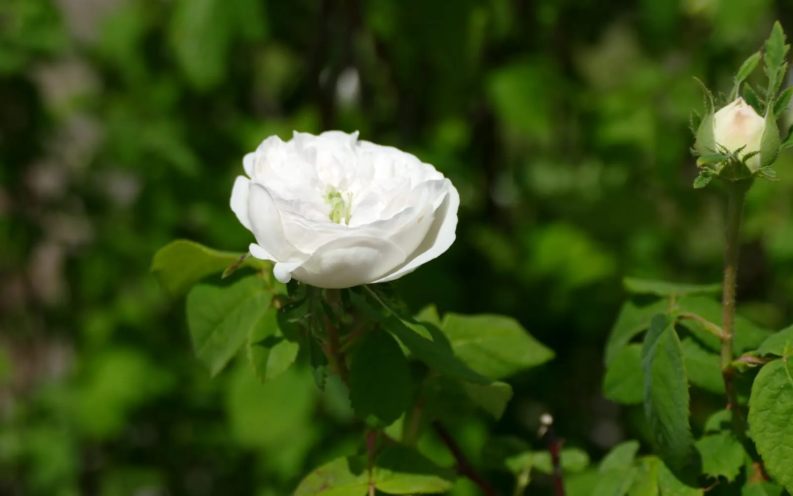A white damask rose cultivar in flower in a botanic garden