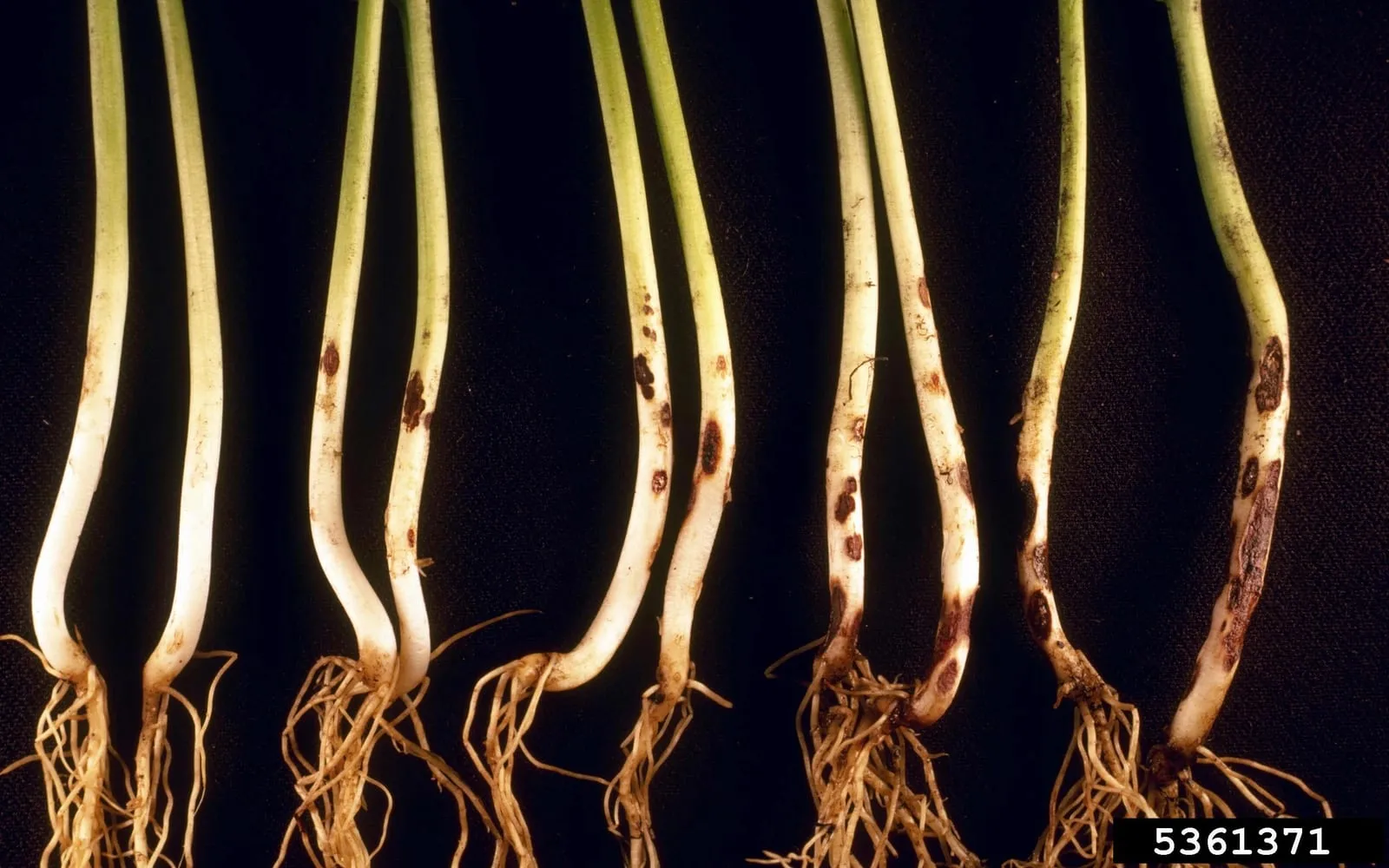 Seven bean seedlings laid side by side on a black background, running from clean white stems on the left to stems carrying sunken dark red-brown lesions at soil level on the right