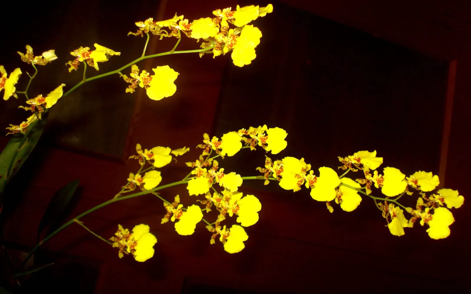 Long, branching dancing lady orchid sprays carrying dozens of small yellow flowers with reddish-brown markings on the ruffled lip