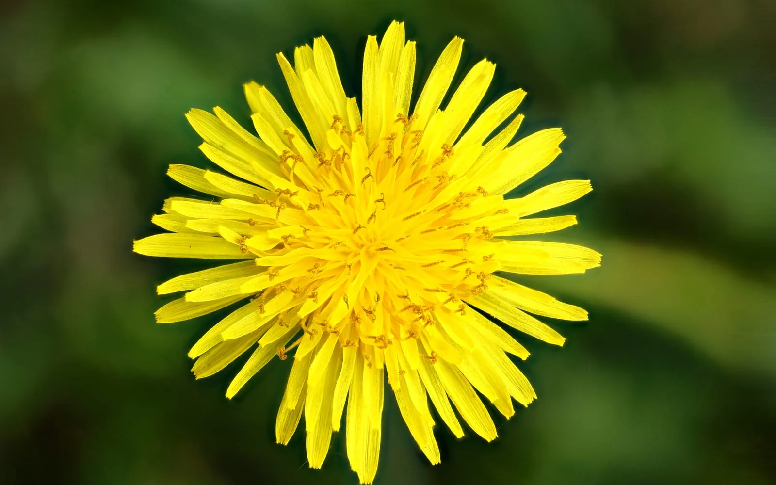 A dandelion flower head packed with bright yellow strap-shaped florets