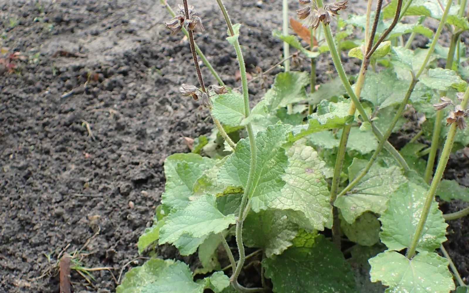 A danshen plant on bare soil, its hairy crenate leaves below wiry stems carrying spent flower whorls