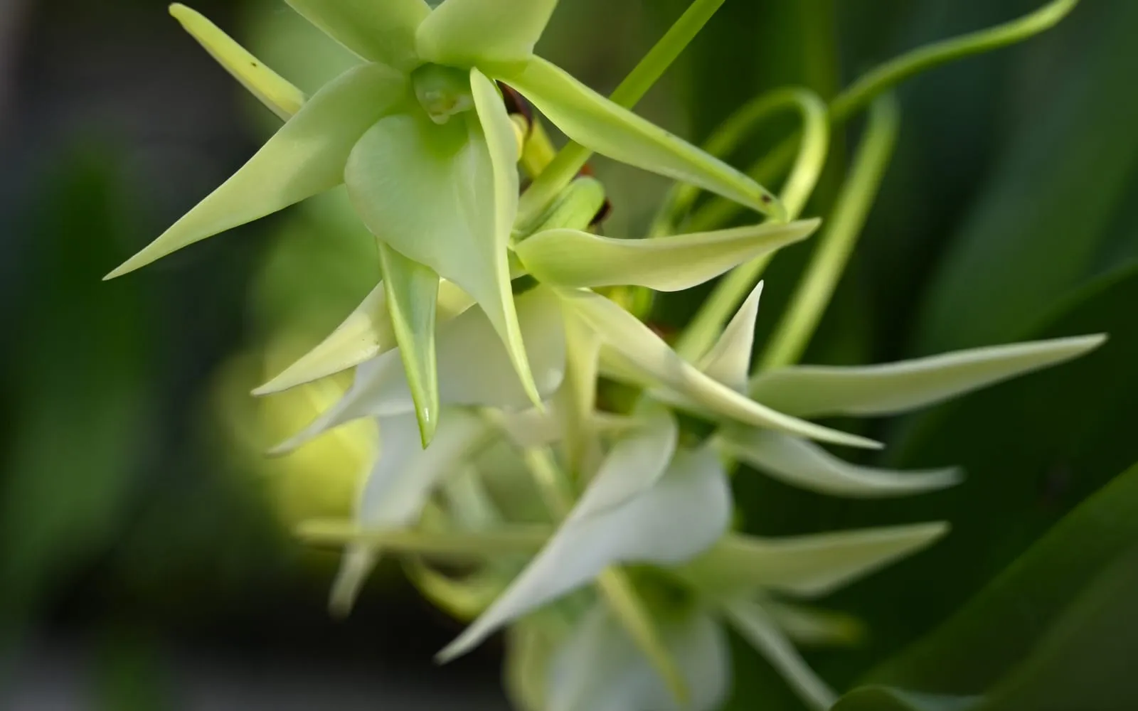Ivory-white, star-shaped Angraecum sesquipedale flowers with long trailing nectar spurs, growing among broad, leathery leaves.