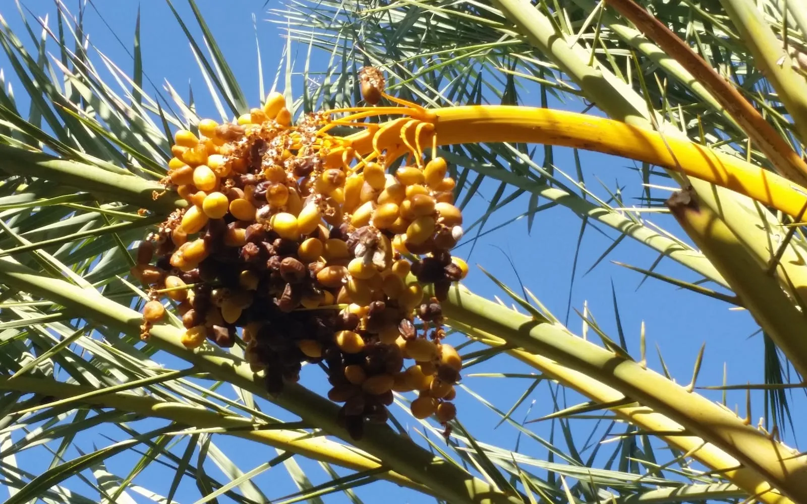 A bunch of ripening dates hanging among the stiff fronds of a date palm