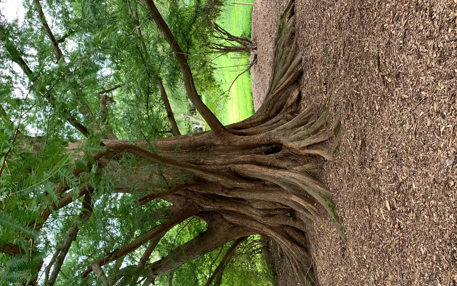 A dawn redwood with a straight, fluted trunk and soft, feathery green foliage, growing beside a path in an arboretum.