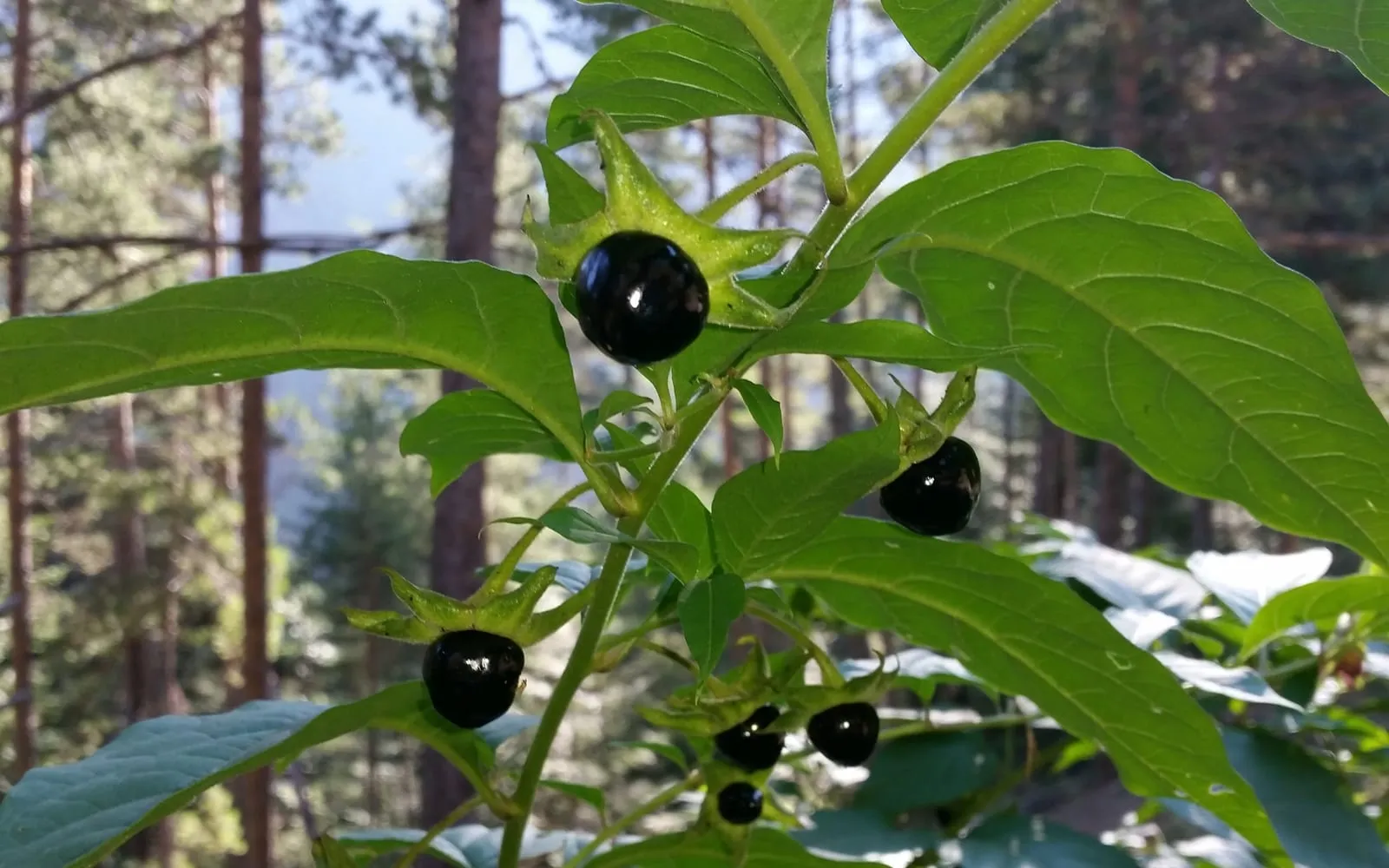 Glossy black deadly nightshade berries, each sitting in a persistent green star-shaped calyx, among broad green leaves