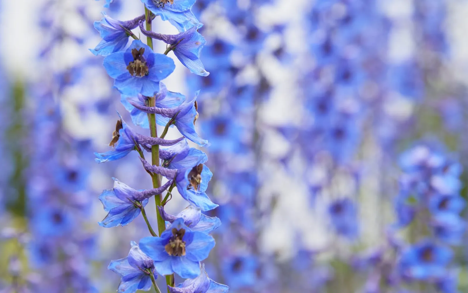 A blue delphinium spire with each floret carrying a dark brown bee at its centre