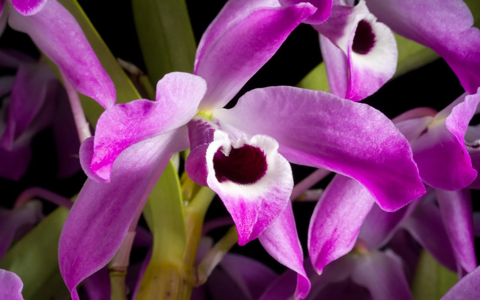 Purple and white Dendrobium nobile flowers, each lip marked with a dark maroon blotch