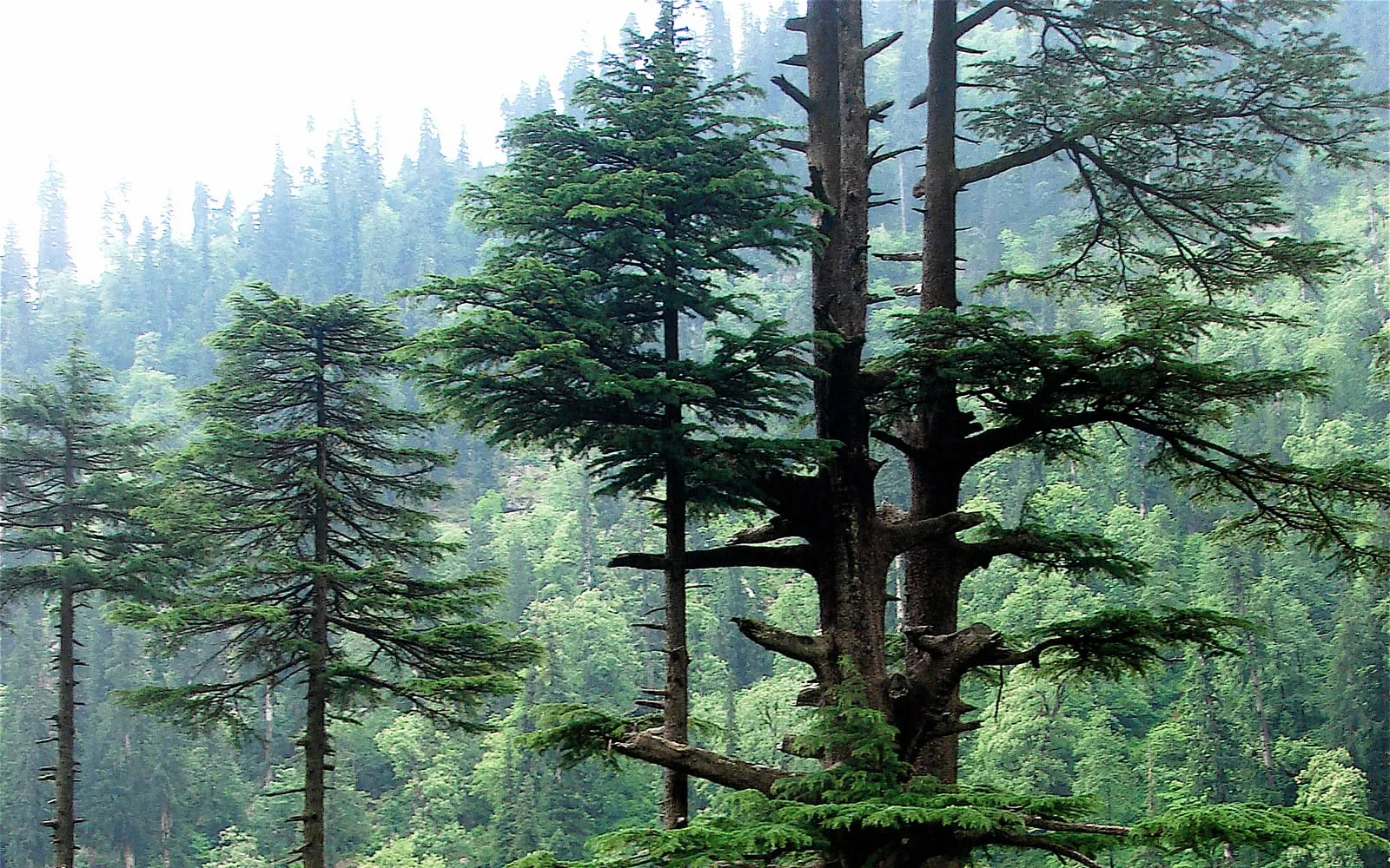 A mature deodar cedar with drooping, nodding branch tips, growing among other conifers in its native Himalayan forest habitat