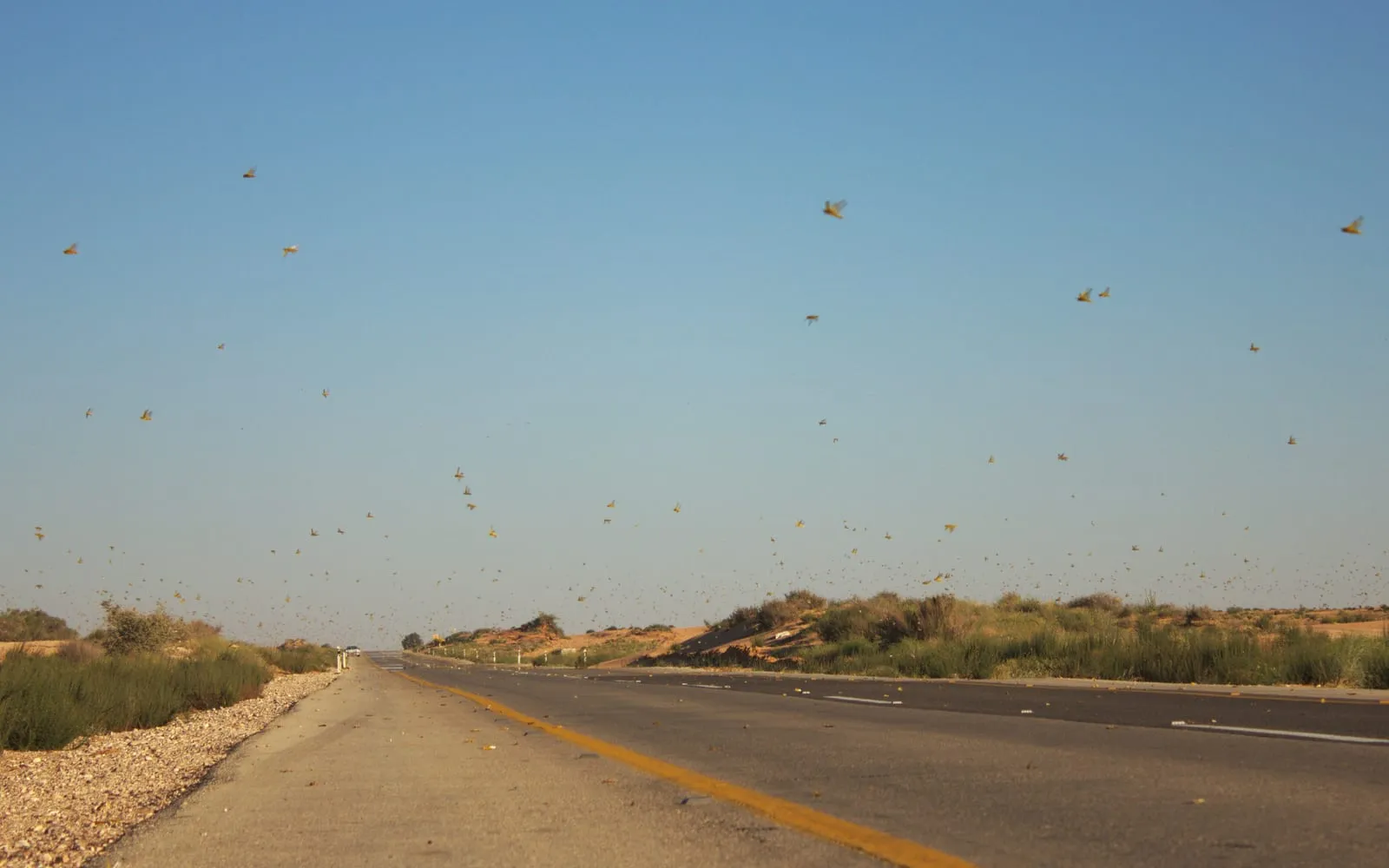 Hundreds of yellow locusts flying low over a desert road under a clear sky, with more of them settled on the tarmac and the scrub either side