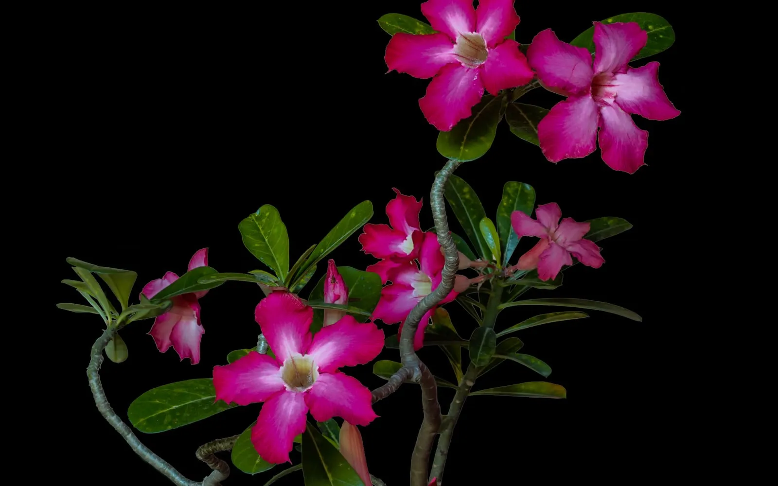 Desert rose in flower, several trumpet-shaped crimson-pink blooms with a paler throat, glossy leaves and a twisted, swollen stem base