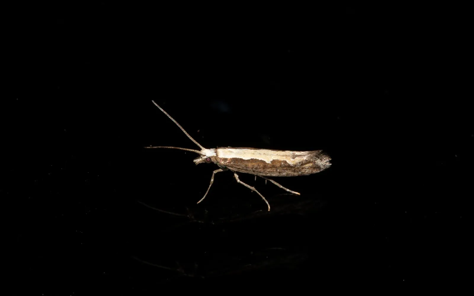 A small slender brown moth in profile against a black background, with a pale cream band along the upper edge of its folded wings and upturned wingtips