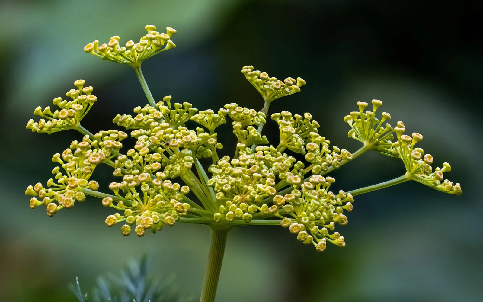 A flat yellow-green dill flower head made of many small spokes, each tipped with tiny buds