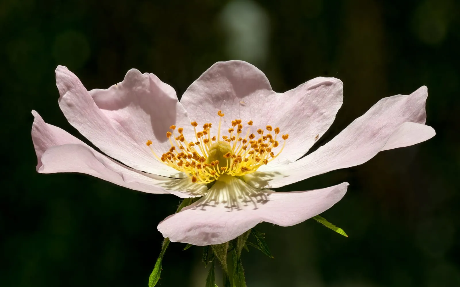 A single pale pink dog rose flower with five broad notched petals around a boss of yellow stamens