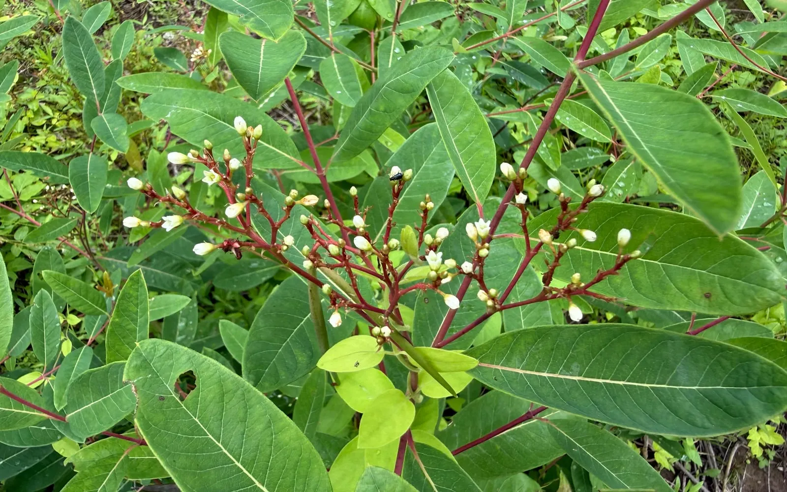 Hemp dogbane with opposite lance-shaped leaves, reddish stems and clusters of small greenish-white flowers