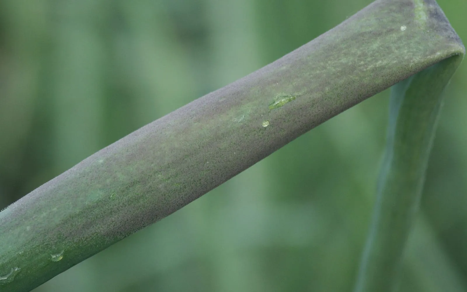 An onion leaf with a dense velvety greyish-purple bloom covering part of its surface, against blurred green foliage