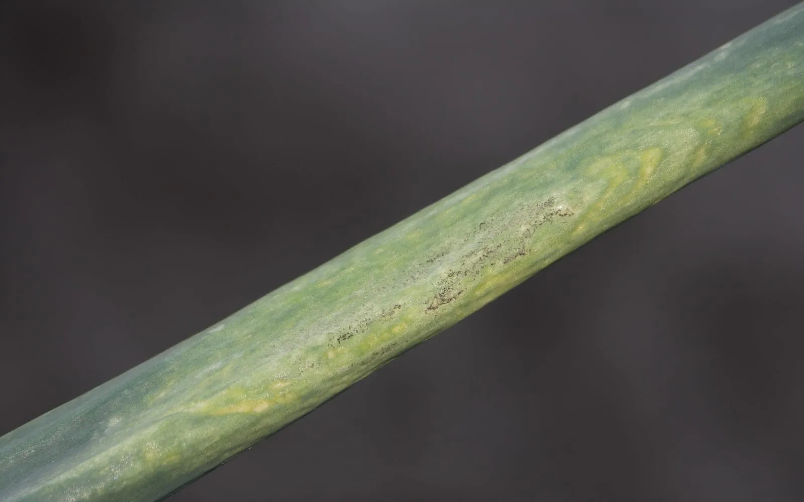 An onion leaf showing pale yellow mottled patches with a faint grey bloom beginning to form over them