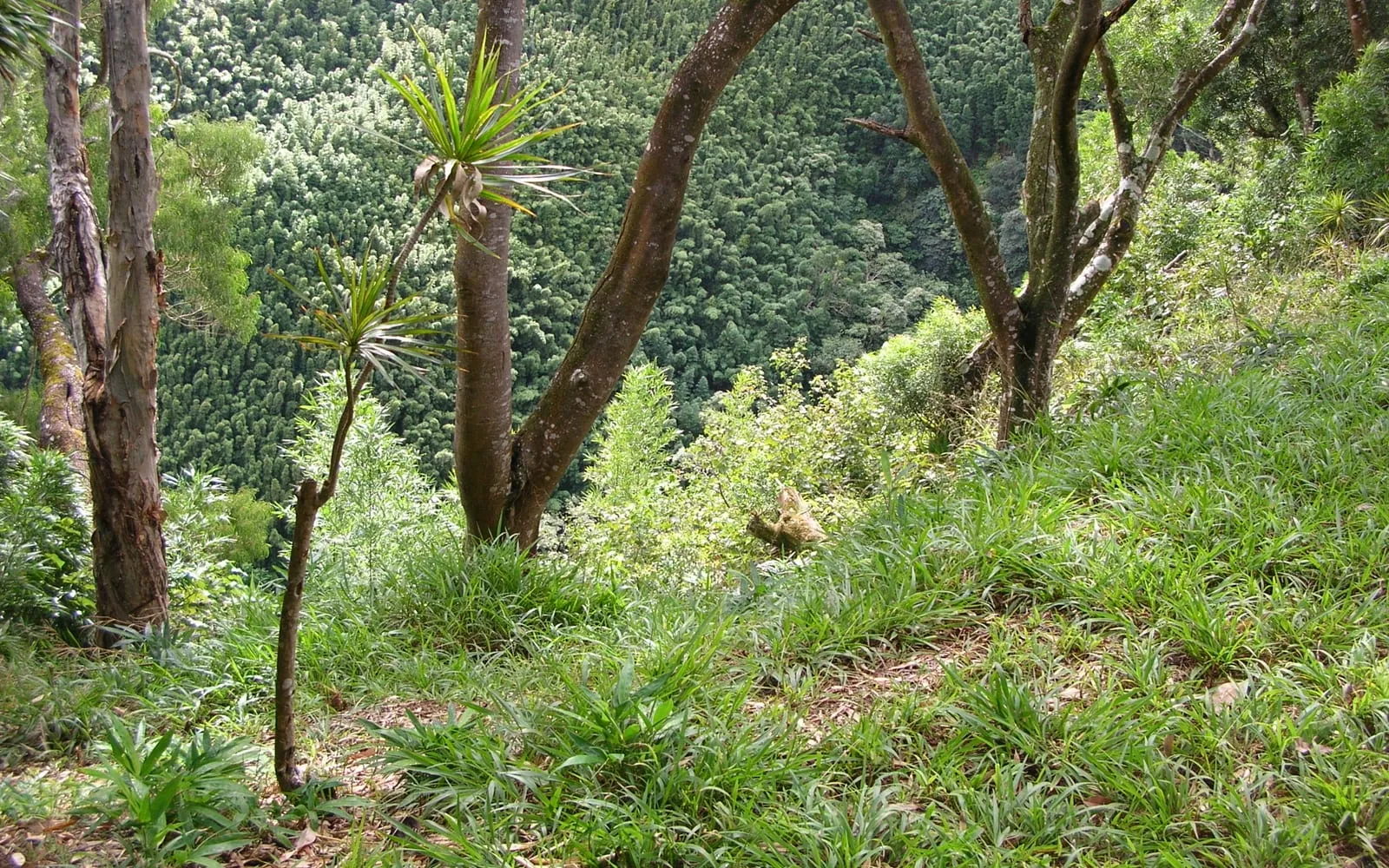 A dragon tree with slender canes topped by narrow arching red-edged leaves