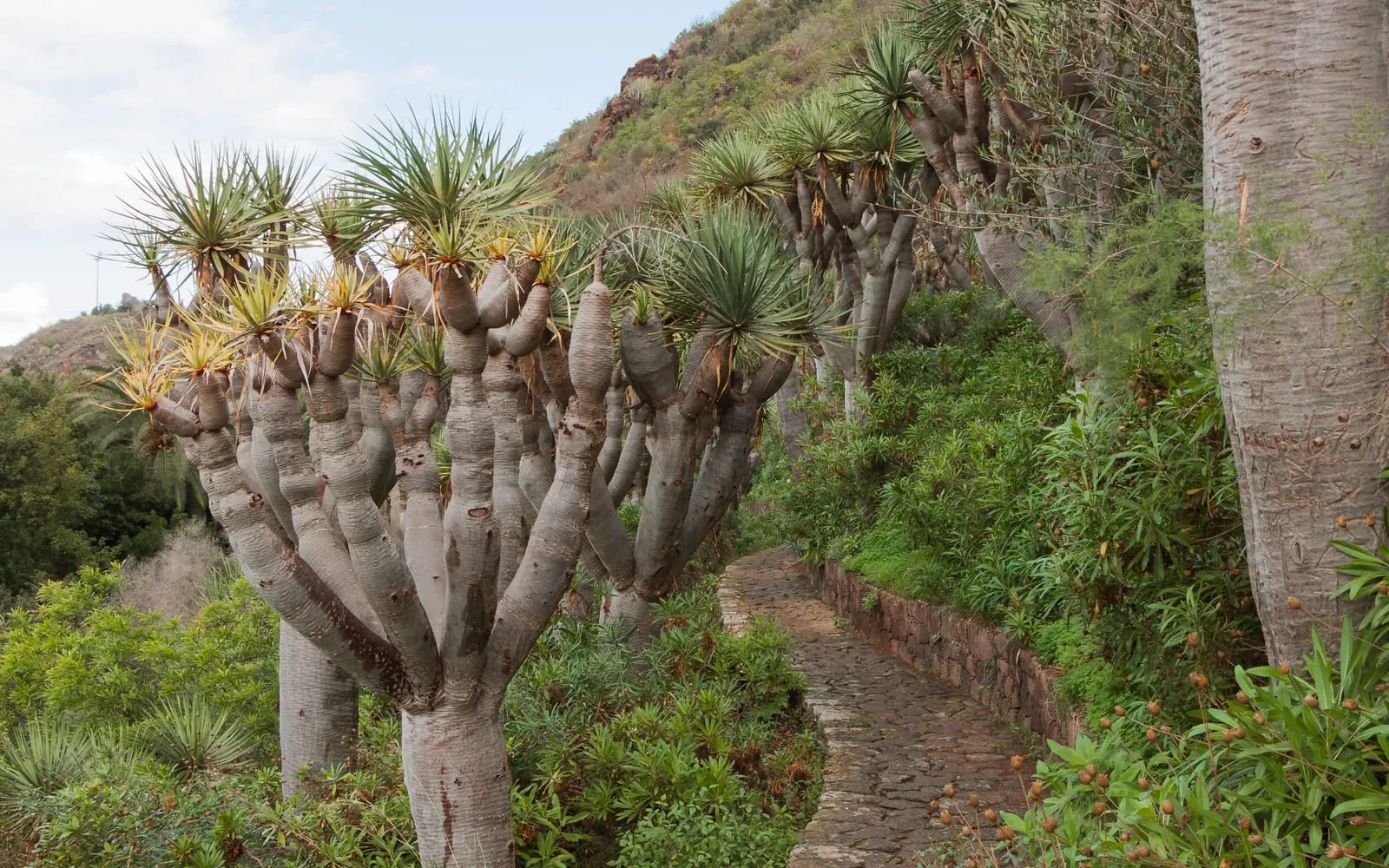 Mature Dracaena draco trees with thick grey trunks branching into umbrella-shaped crowns of spiky leaves