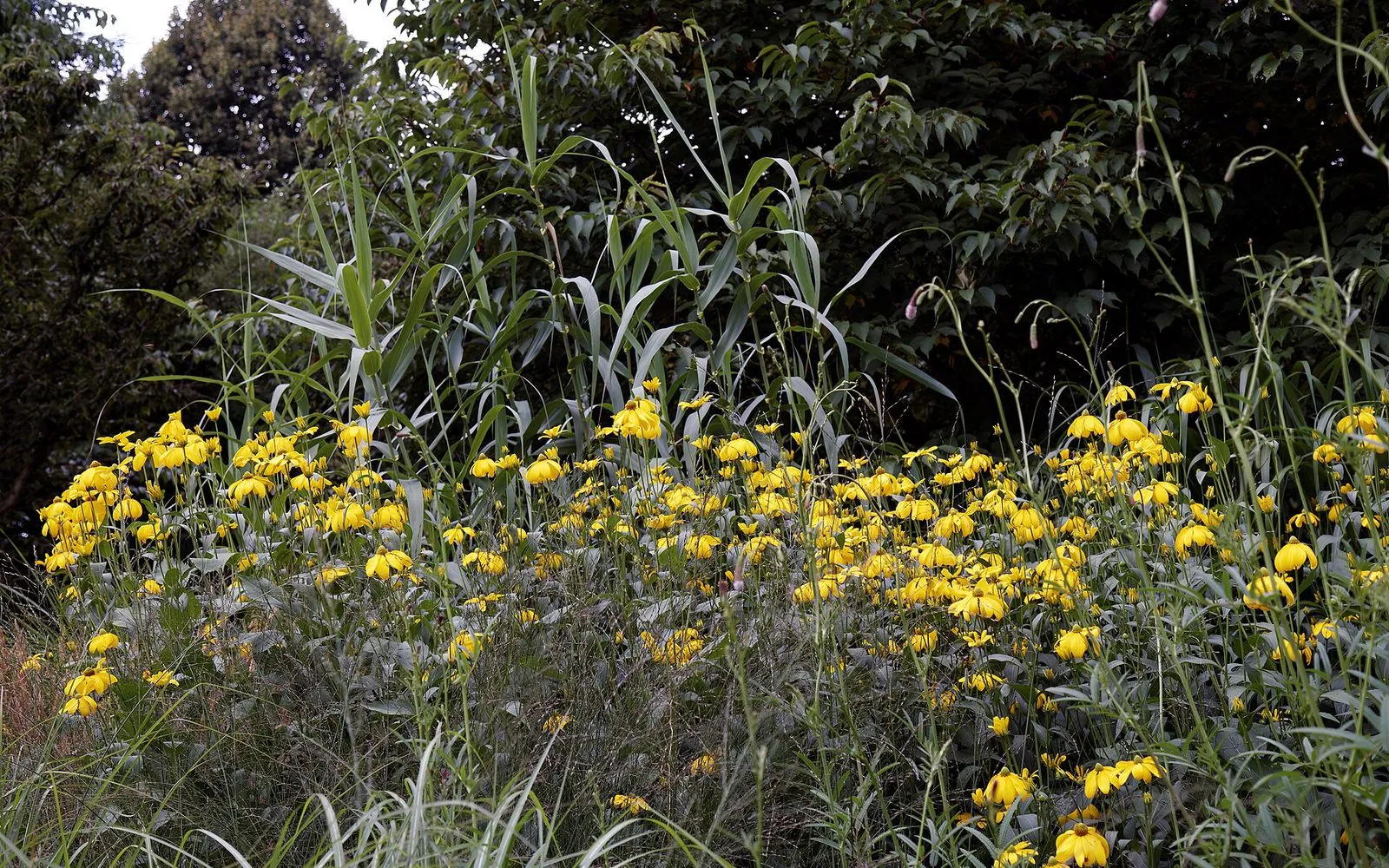 A border of yellow coneflowers and tall grasses in a dry, prairie-style garden