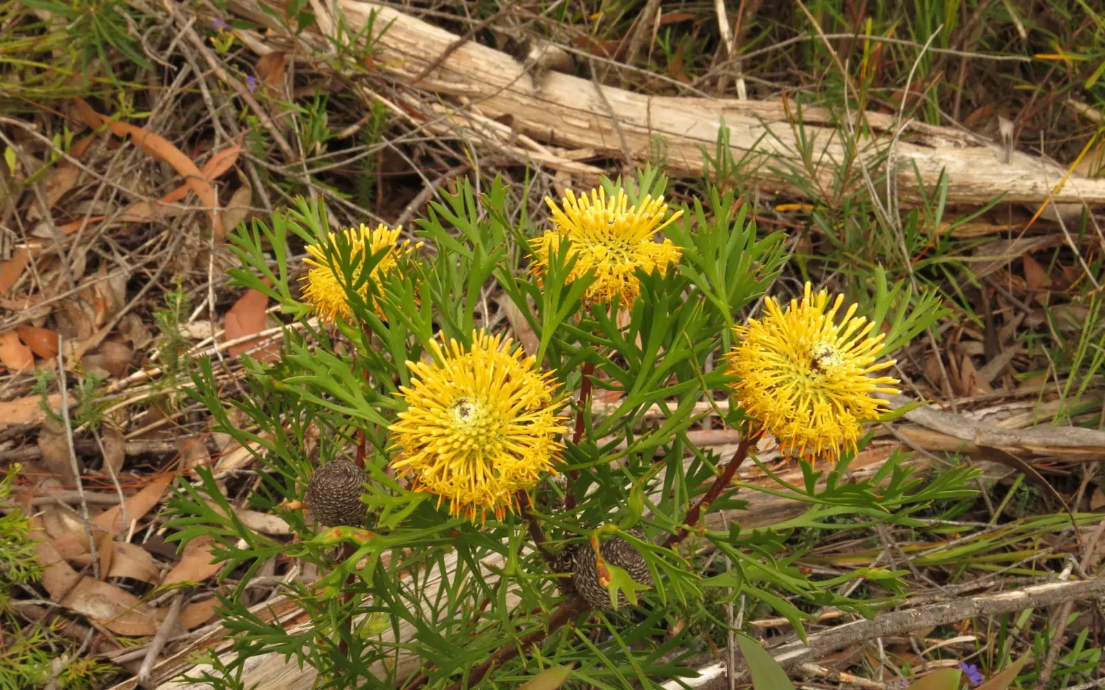 Bright yellow globular drumstick flowers held above finely divided green foliage