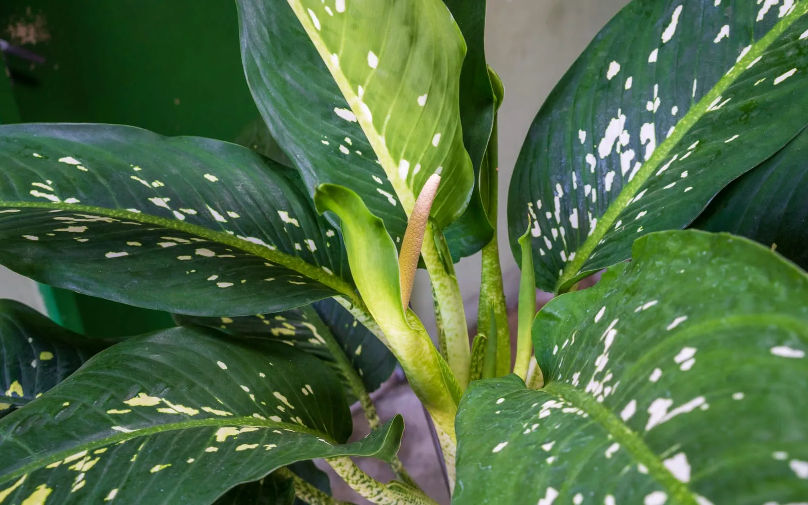 Large dumb cane leaves heavily speckled in cream and white over dark green, with a pale flower spadix emerging at the centre of the plant