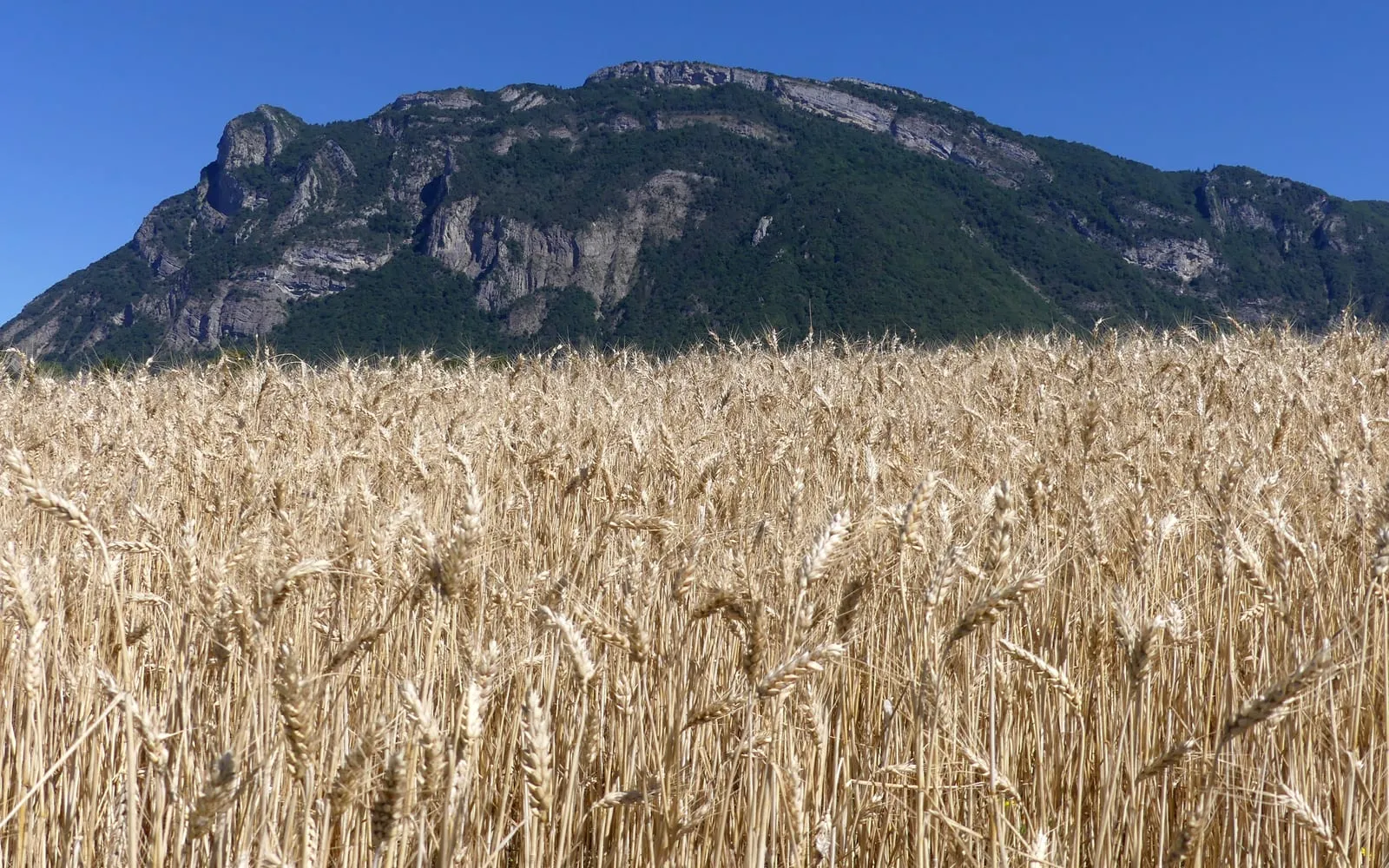 A ripe durum wheat field with a rocky mountain and blue sky behind it