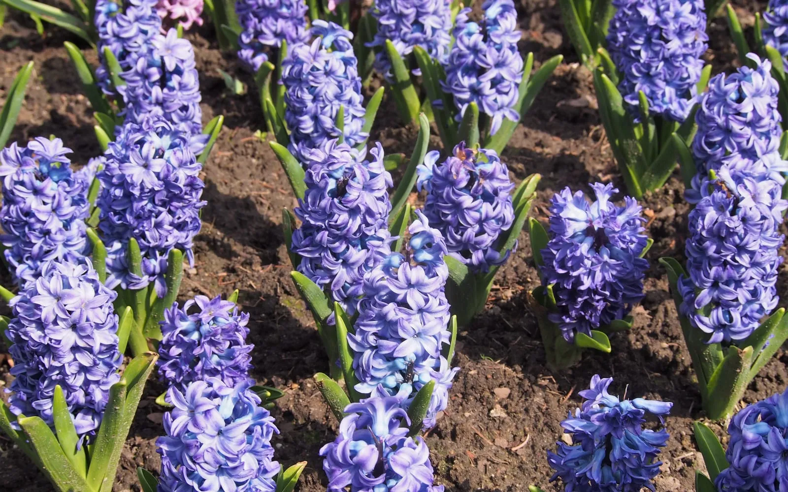 Dense spikes of tightly packed blue-purple Dutch hyacinth flowers rising from strap-shaped leaves in a bulb field