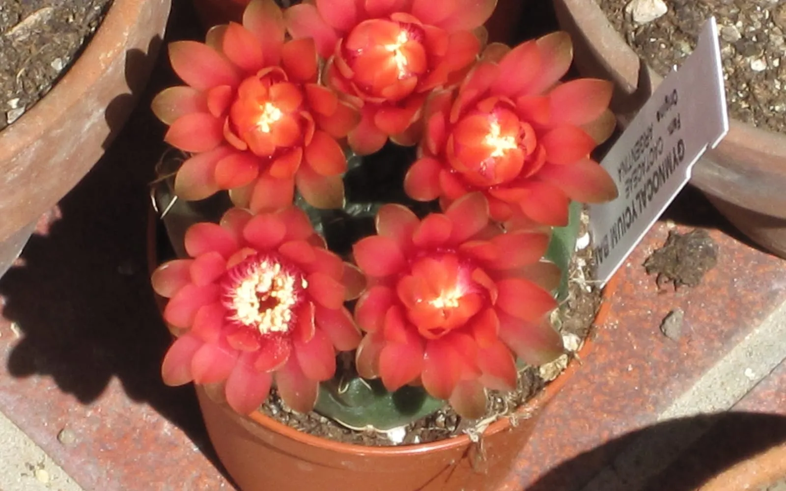 A dwarf chin cactus almost hidden beneath a ring of large, deep red-orange flowers