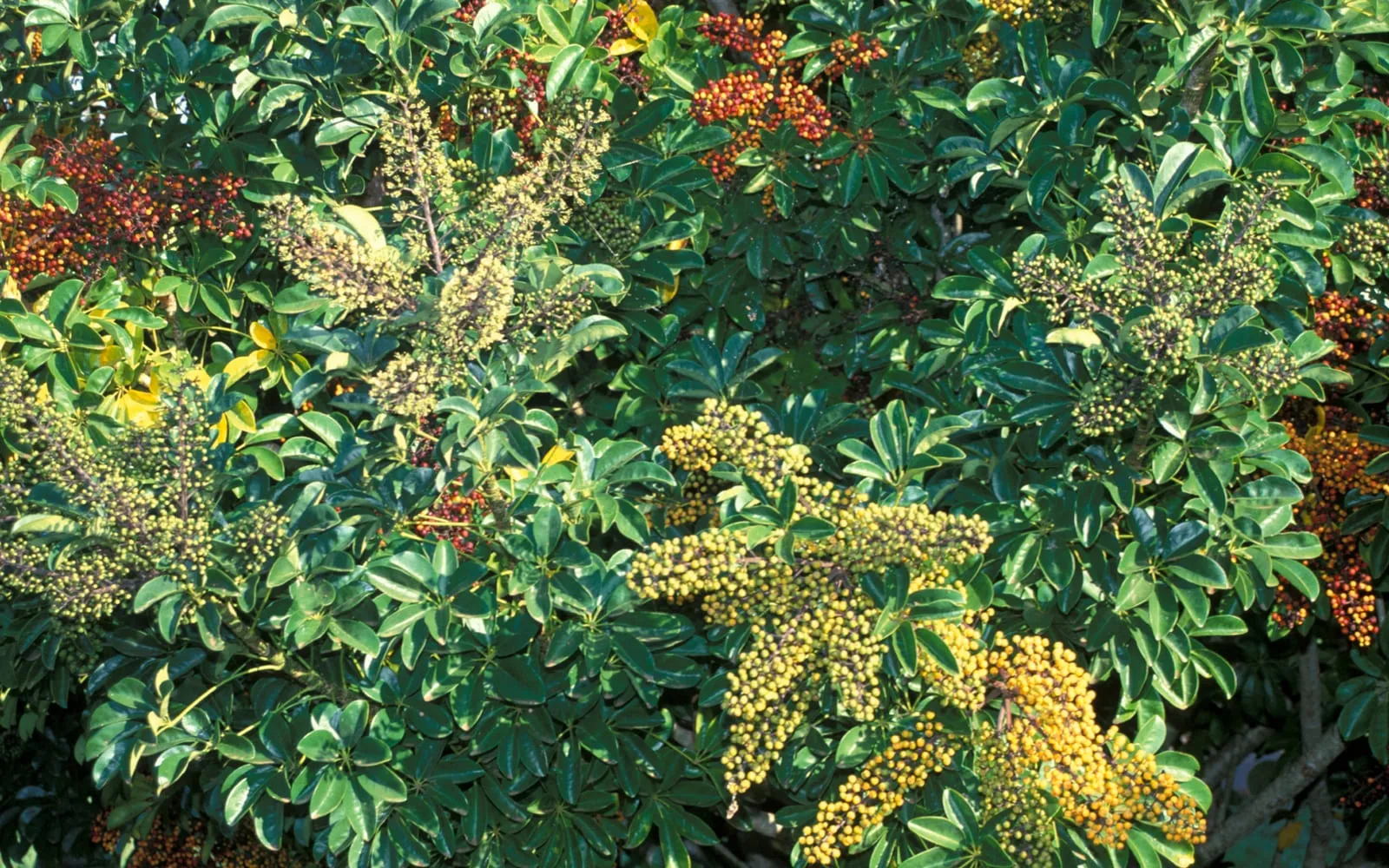 A bushy dwarf umbrella tree carrying sprays of small yellow-orange flowers above compound leaves
