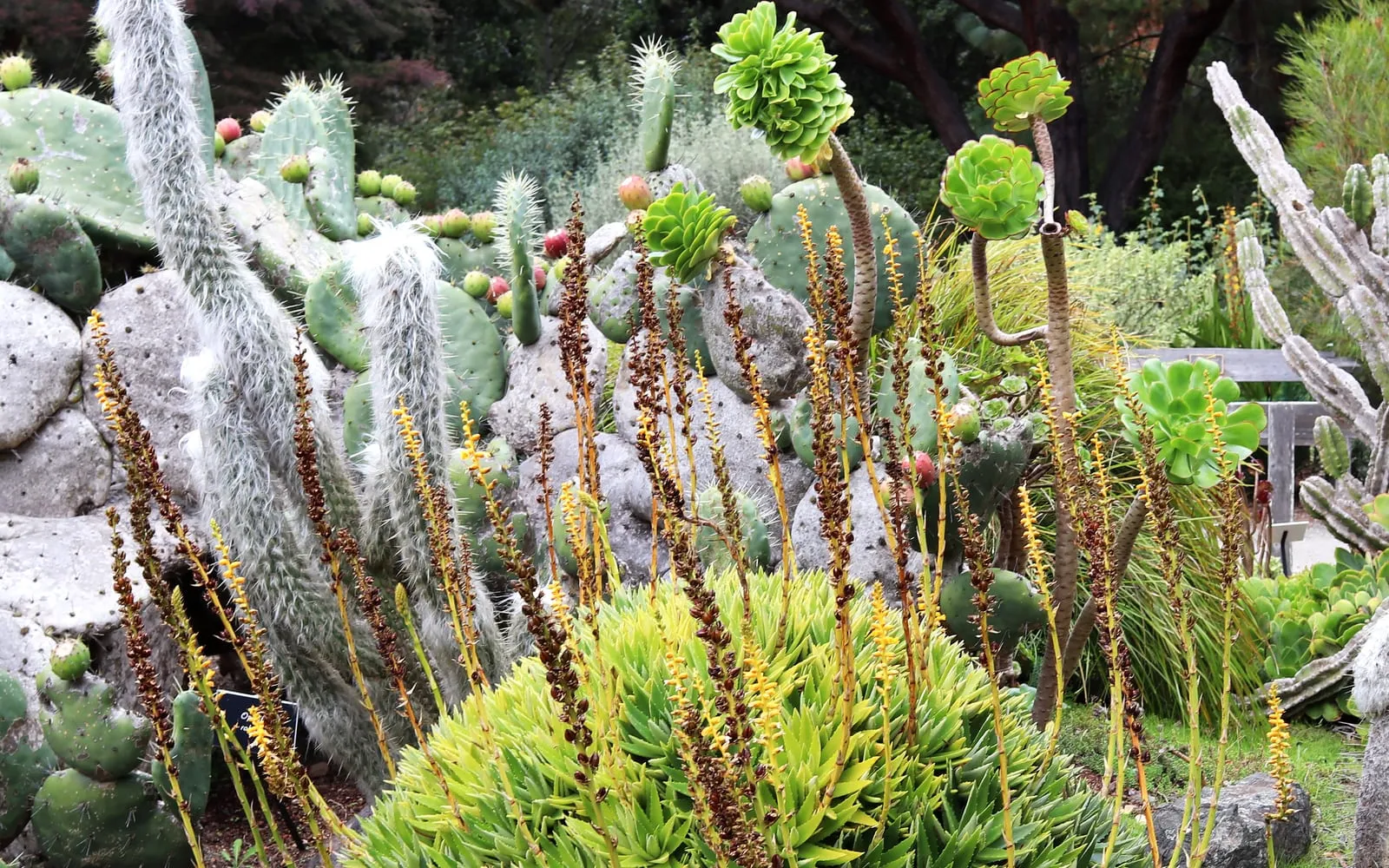 A dense, spiny mound of Dyckia brevifolia rosettes with numerous wiry orange-yellow flower spikes rising above the foliage