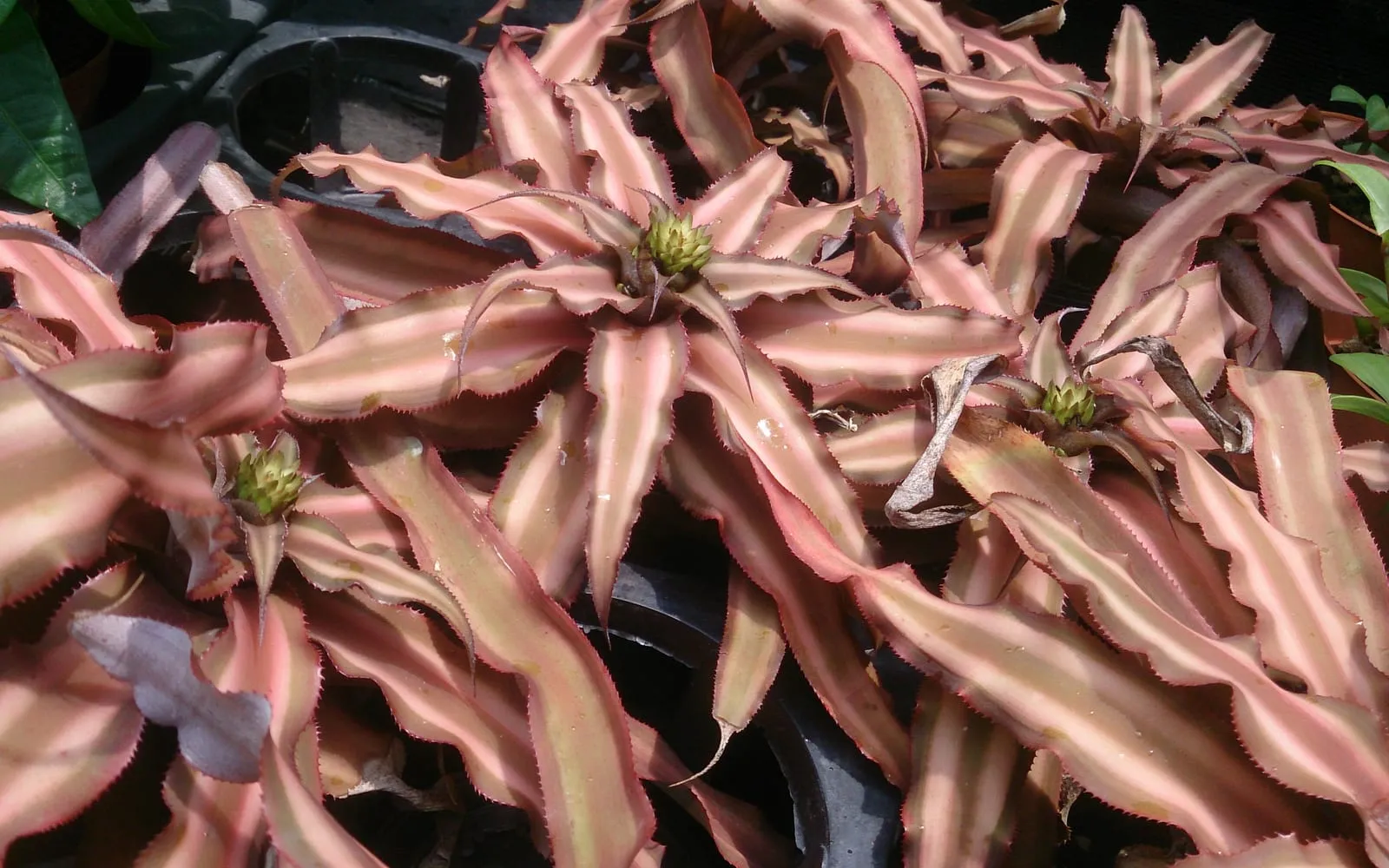 A cluster of flat, star-shaped Cryptanthus bivittatus rosettes with wavy, serrated pink and cream striped leaves