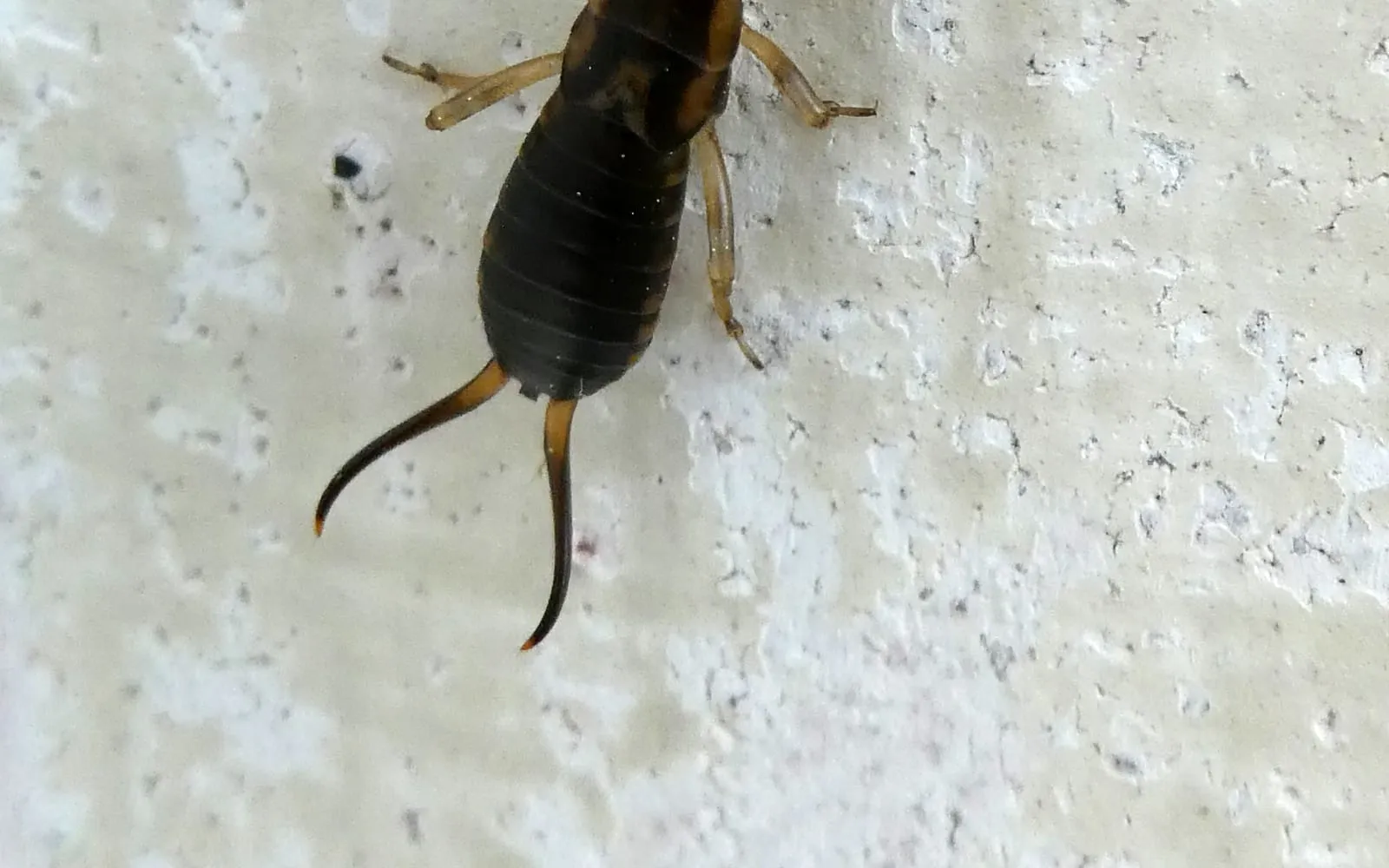 A shiny brown earwig with curved pincers at the rear, standing on a pale surface