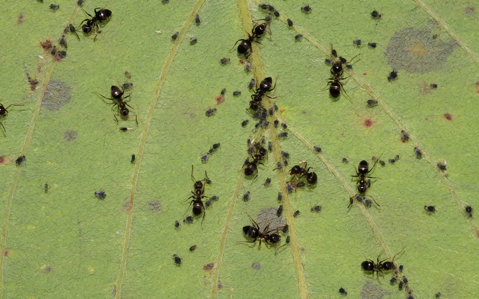Black ants moving among a dense colony of small dark aphids on the underside of a green leaf