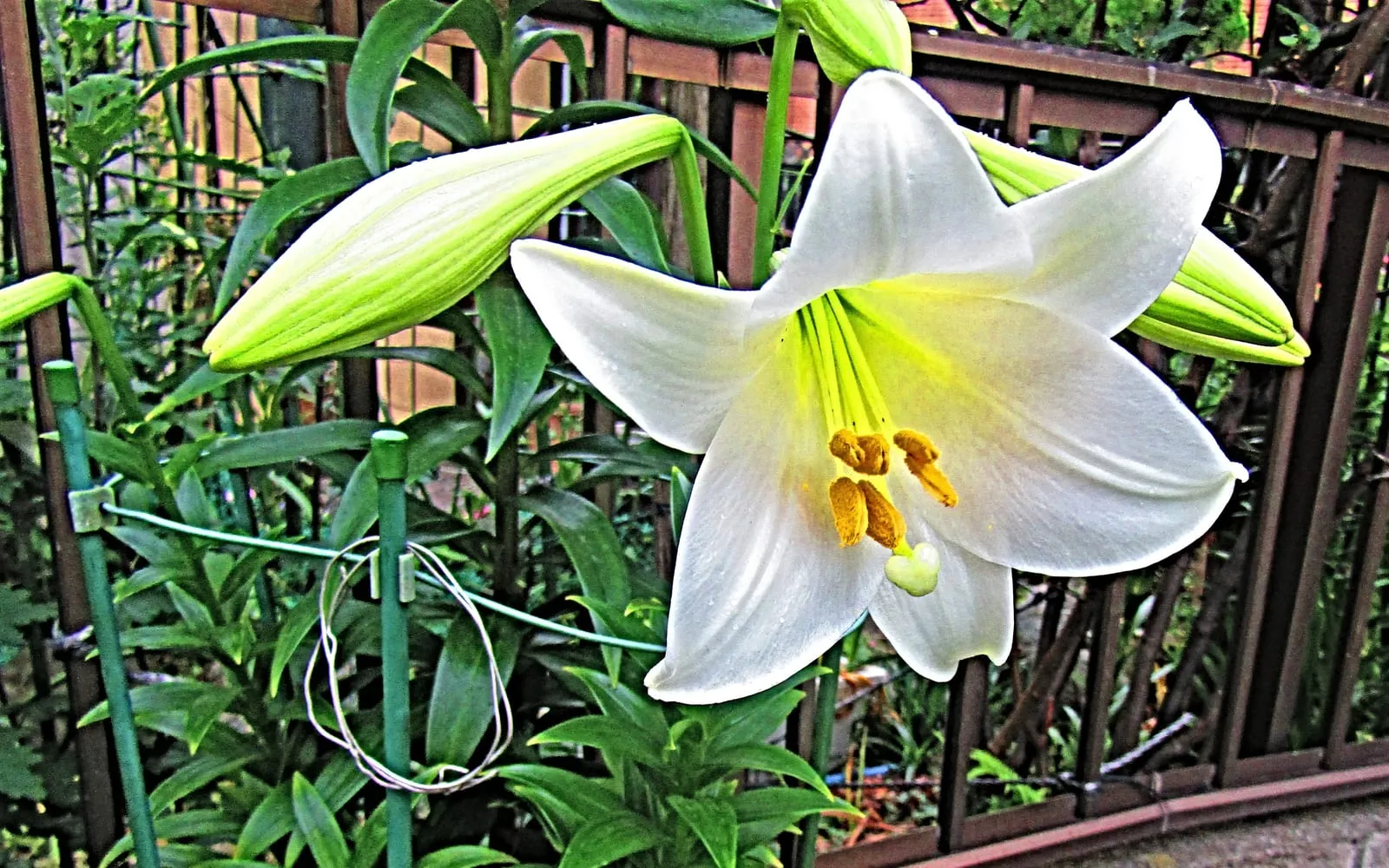 A large white trumpet-shaped Easter lily flower fully open, with golden anthers and unopened green buds behind it
