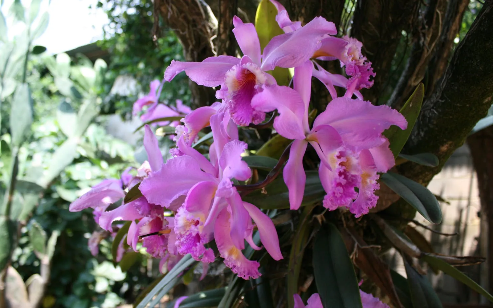 A cluster of large lavender-pink Easter orchid flowers with ruffled, deep-magenta lips and yellow throats, growing on a tree trunk