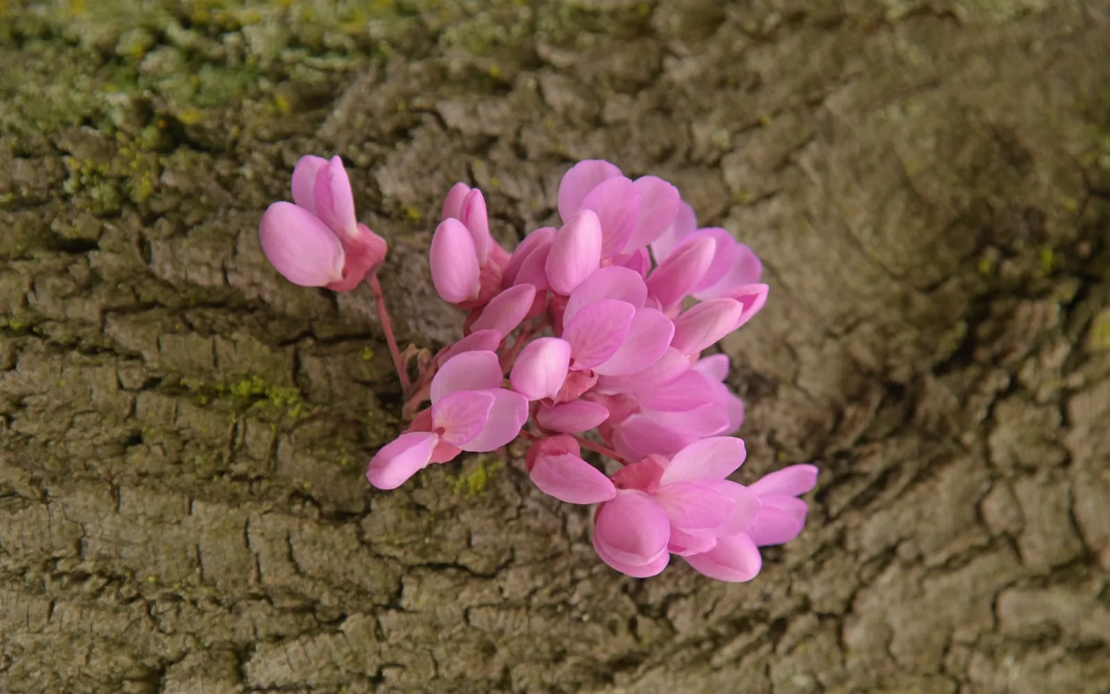 A cluster of magenta-pink eastern redbud flowers growing directly out of the rough grey bark of the trunk