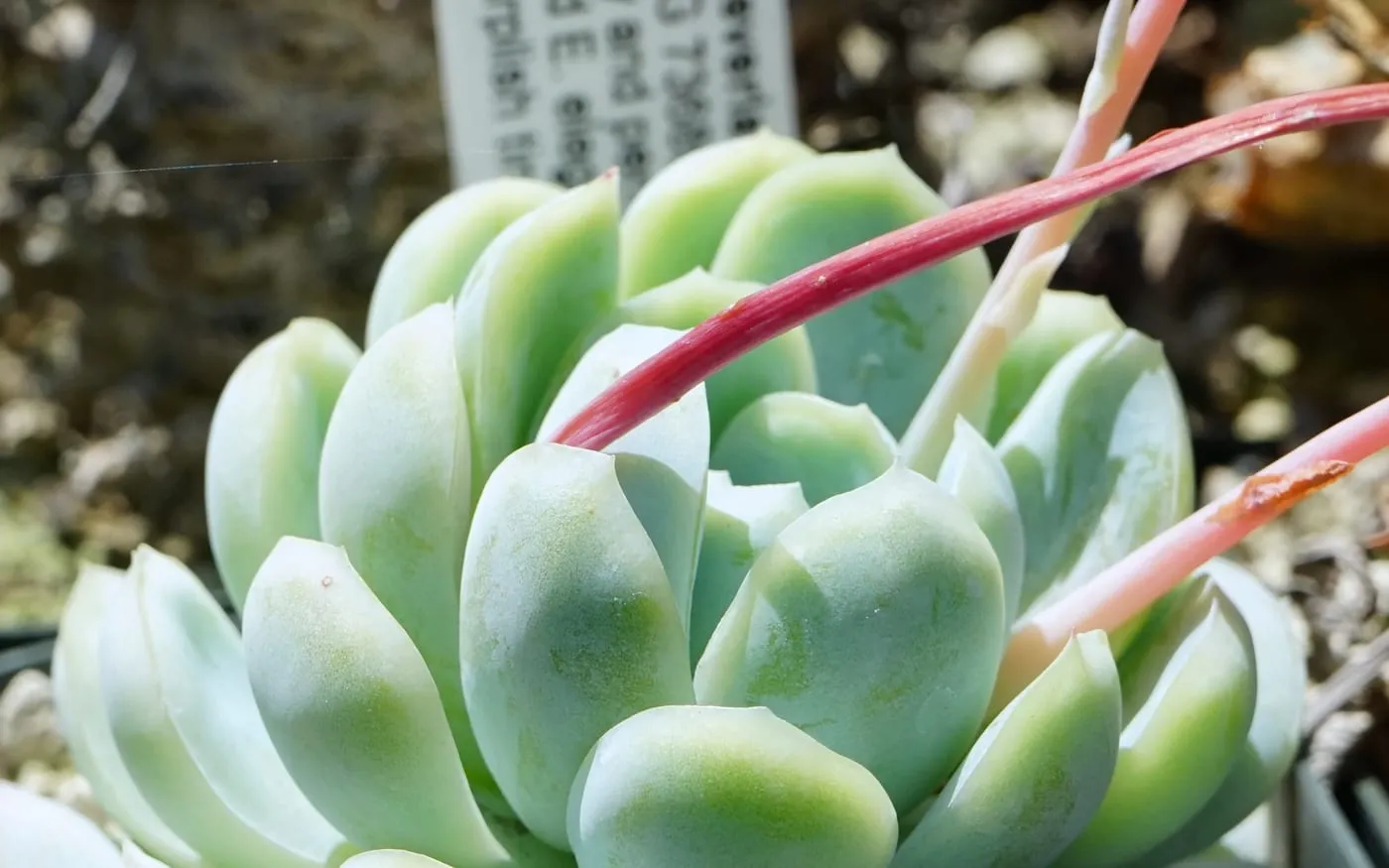A tight rosette of pale blue-grey echeveria leaves with translucent edges