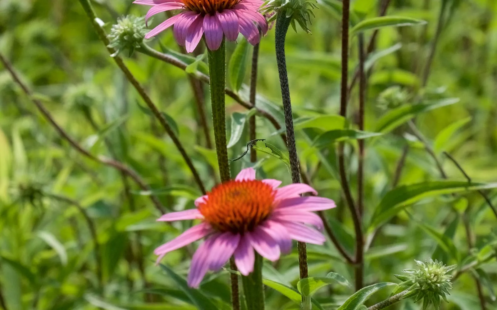 Purple coneflowers with drooping pink petals around spiky orange centres