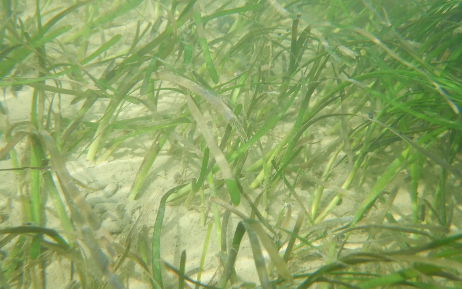 Ribbon-like eelgrass leaves swaying over a sandy seabed, seen through clear shallow water