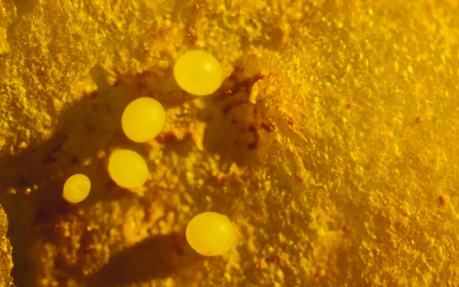 A magnified view of five round yellow bodies the size of pinheads attached to a potato root