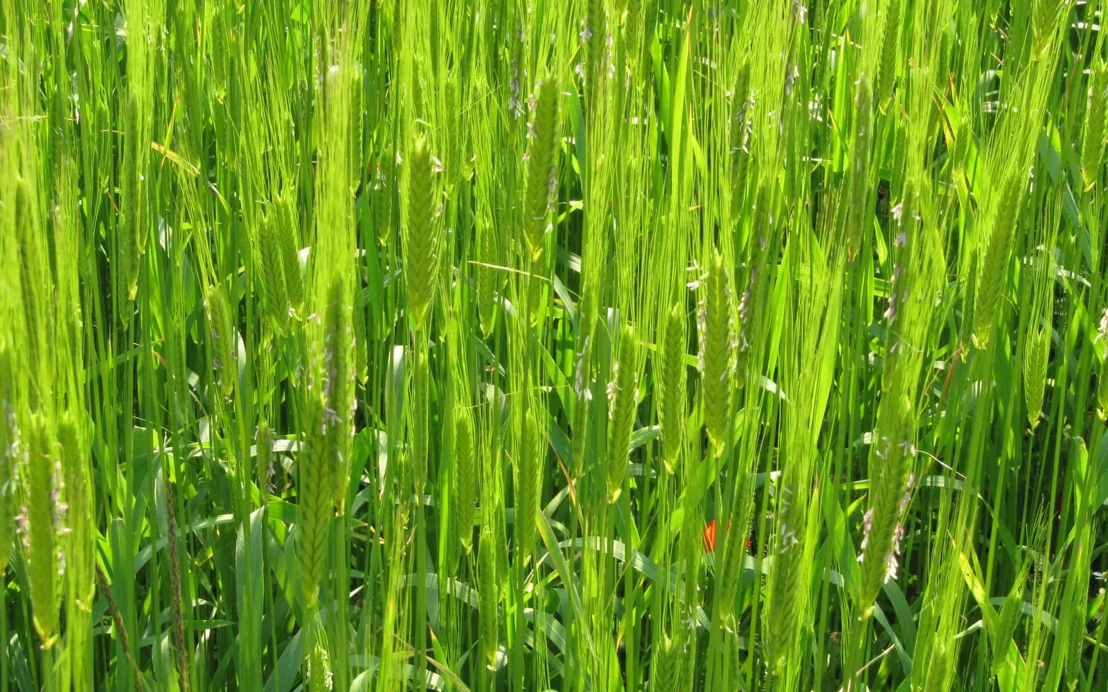 A green einkorn crop with slender ears and awns splaying outward