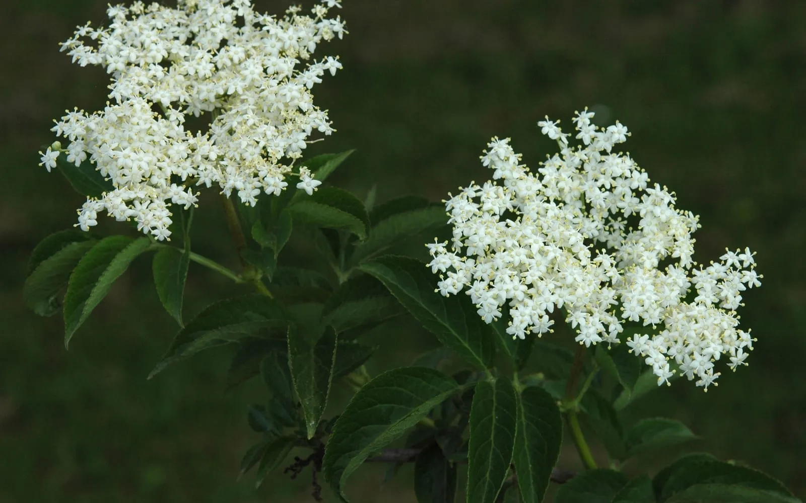 Two flat creamy-white elderflower heads open on a shrub above pairs of toothed green leaflets