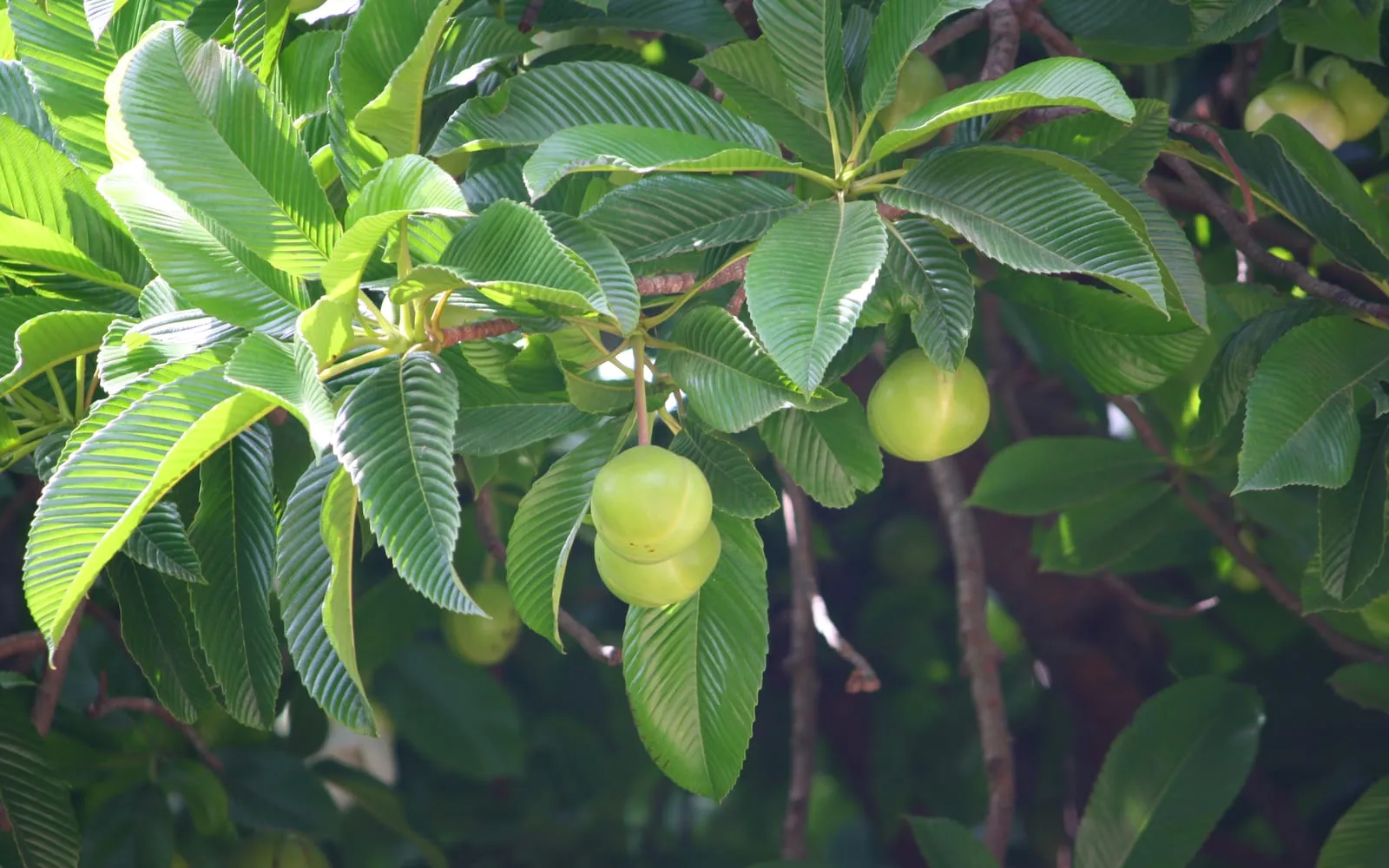 Deeply ribbed elephant apple leaves with two immature green fruit hanging among them