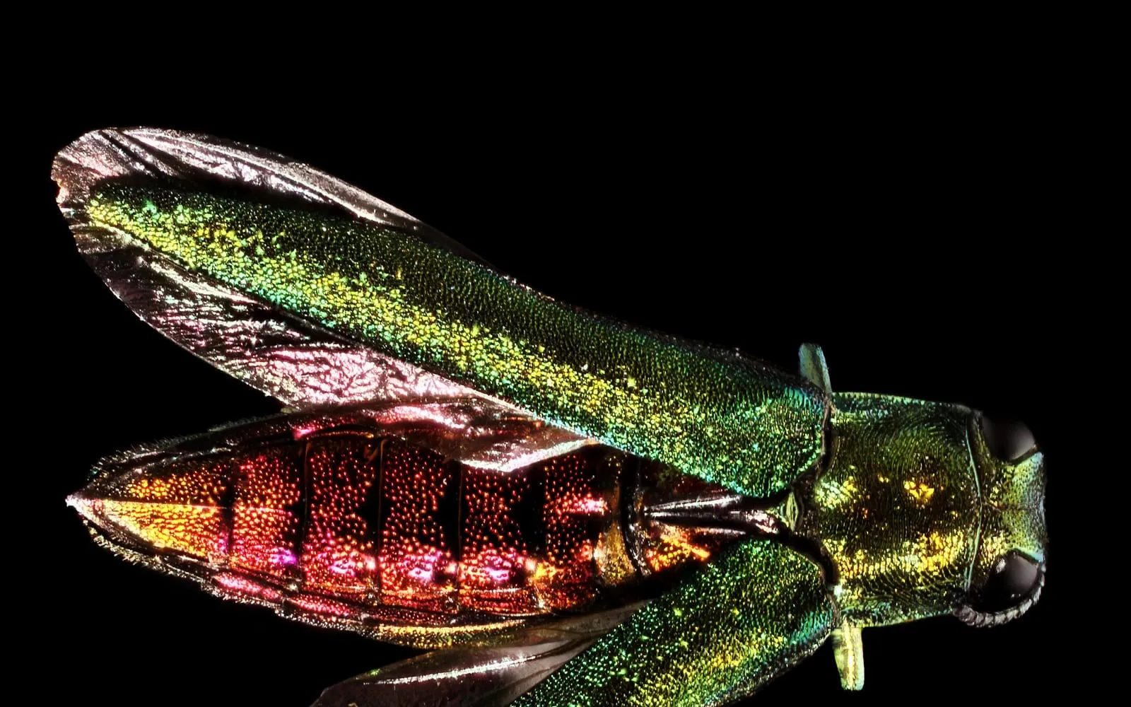 A narrow metallic green beetle on a leaf, its body bright green and its underside coppery