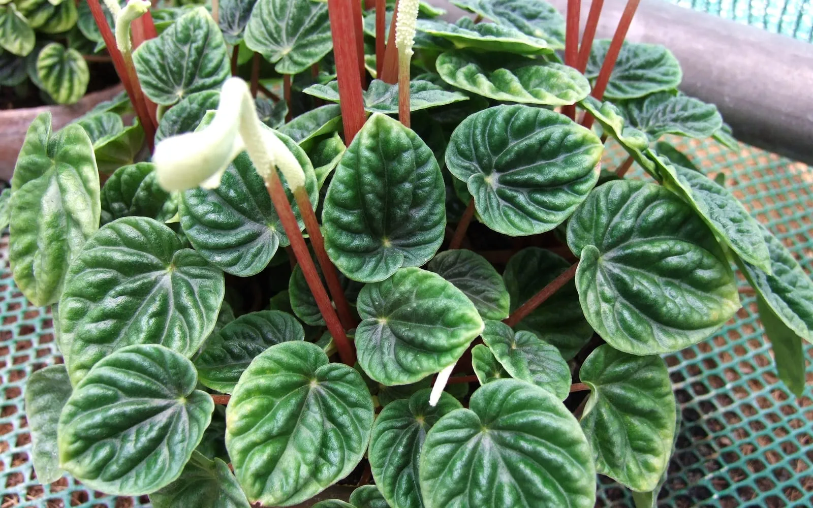 Deeply corrugated heart-shaped peperomia leaves with a slender white flower spike above them