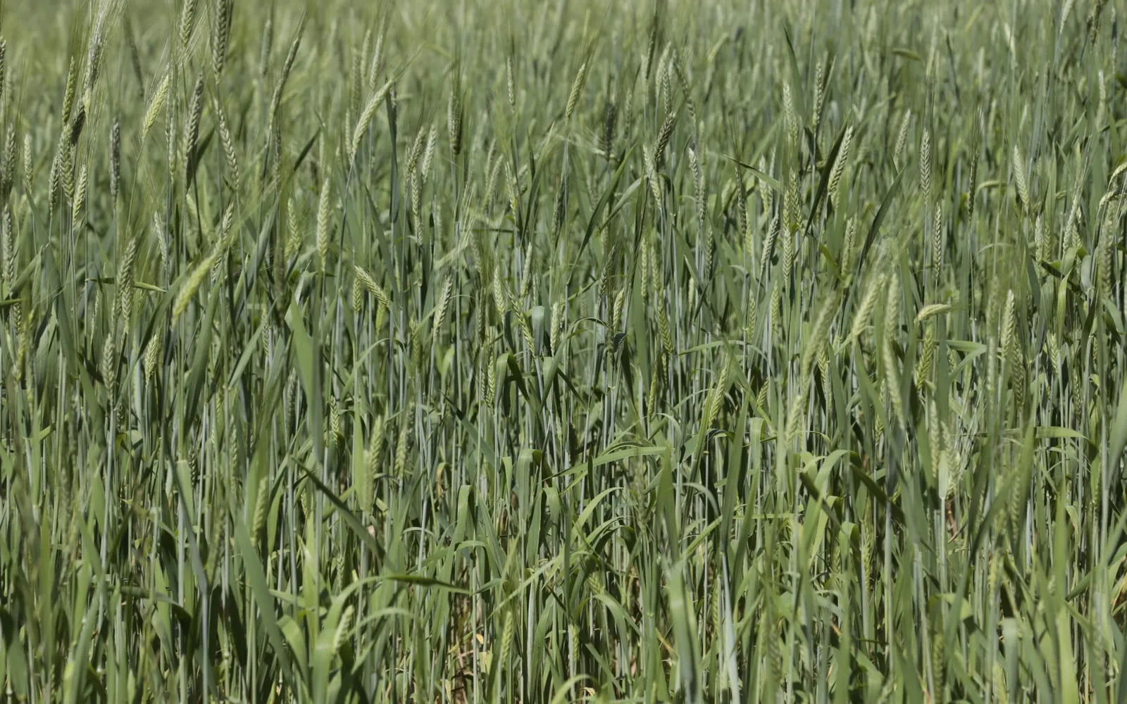 A green emmer wheat field with awned ears in the Garfagnana